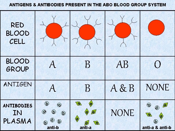 ANTIGENS & ANTIBODIES PRESENT IN THE ABO BLOOD GROUP SYSTEM RED BLOOD CELL A