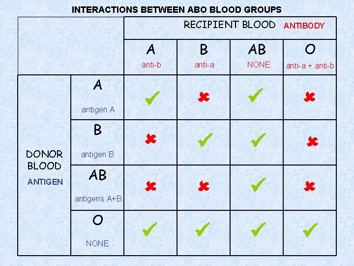 INTERACTIONS BETWEEN ABO BLOOD GROUPS RECIPIENT BLOOD A antigen A B DONOR BLOOD ANTIGEN