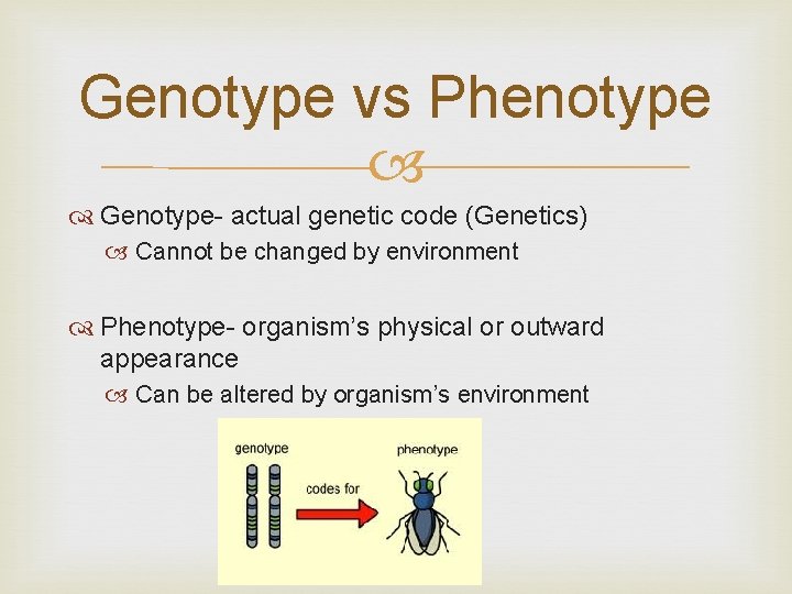 Genotype vs Phenotype Genotype- actual genetic code (Genetics) Cannot be changed by environment Phenotype-