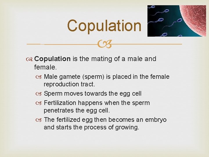 Copulation is the mating of a male and female. Male gamete (sperm) is placed