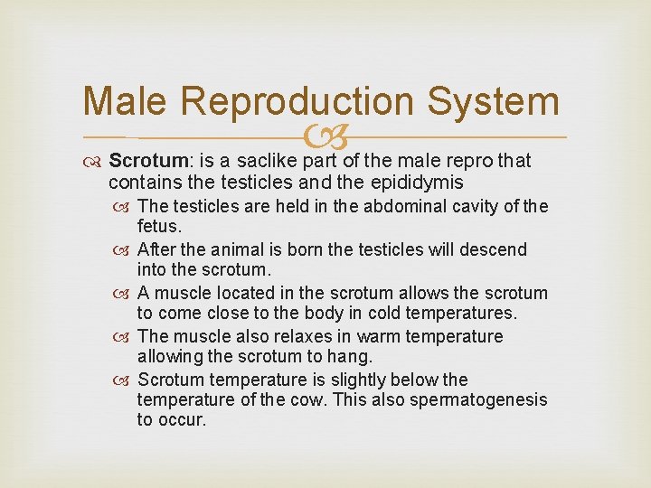 Male Reproduction System Scrotum: is a saclike part of the male repro that contains