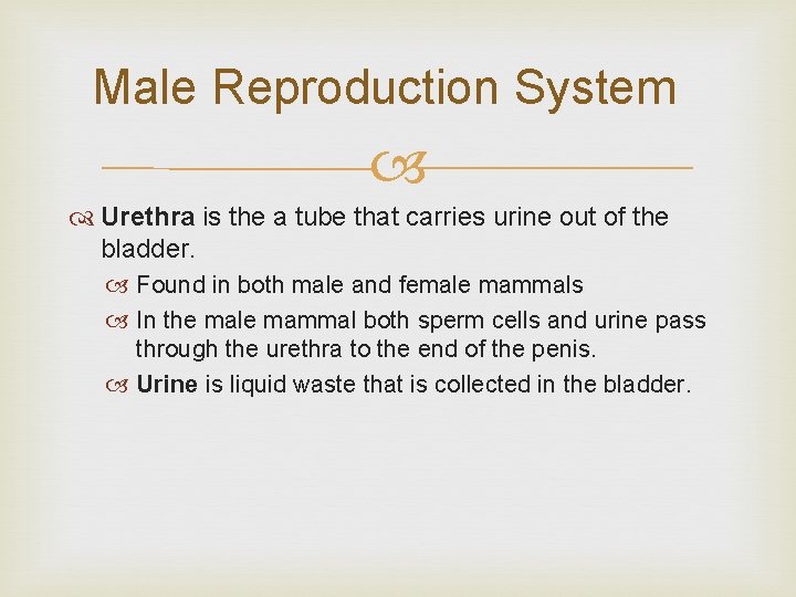 Male Reproduction System Urethra is the a tube that carries urine out of the