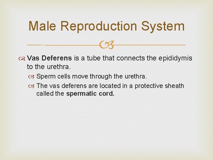 Male Reproduction System Vas Deferens is a tube that connects the epididymis to the