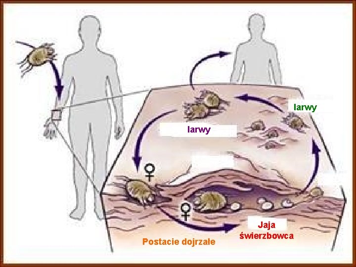 larwy Postacie dojrzałe Jaja świerzbowca 