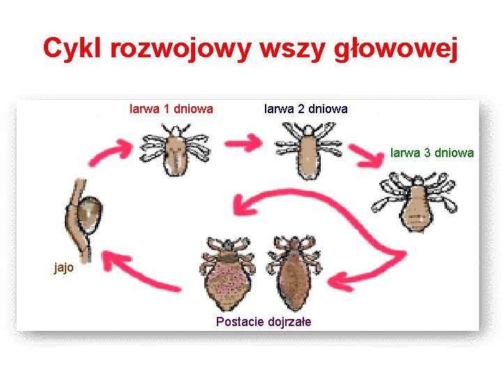 Cykl rozwojowy wszy głowowej larwa 1 dniowa larwa 2 dniowa larwa 3 dniowa jajo
