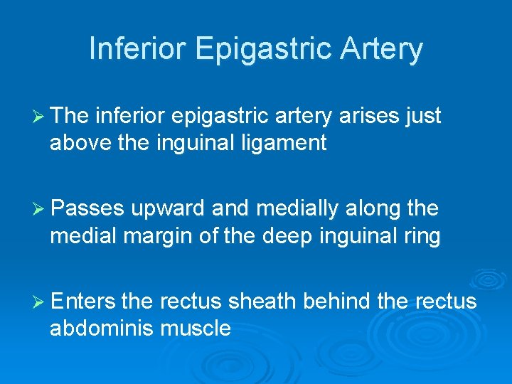 Inferior Epigastric Artery Ø The inferior epigastric artery arises just above the inguinal ligament