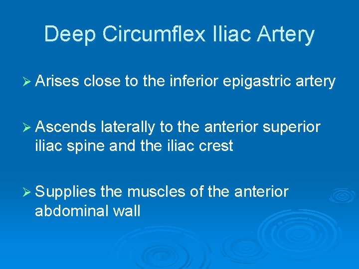 Deep Circumflex Iliac Artery Ø Arises close to the inferior epigastric artery Ø Ascends