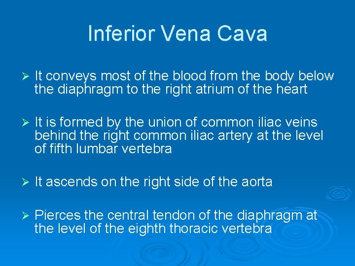 Inferior Vena Cava Ø It conveys most of the blood from the body below