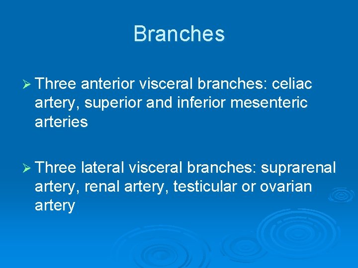 Branches Ø Three anterior visceral branches: celiac artery, superior and inferior mesenteric arteries Ø