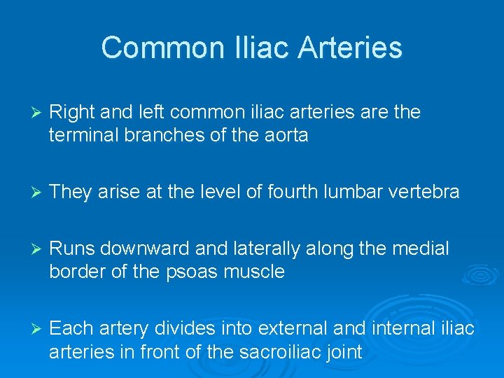 Common Iliac Arteries Ø Right and left common iliac arteries are the terminal branches