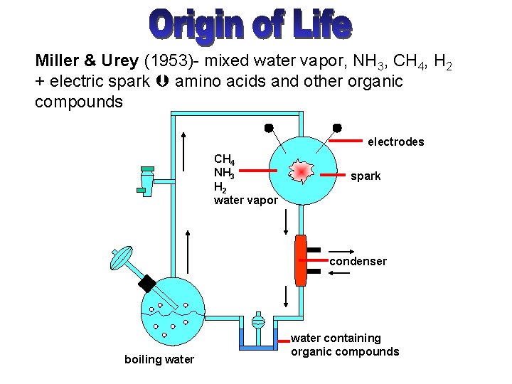 Miller & Urey (1953)- mixed water vapor, NH 3, CH 4, H 2 +