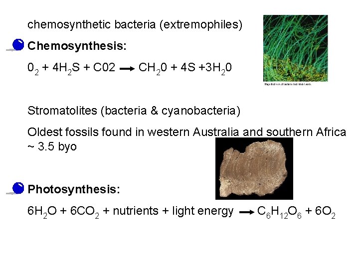 chemosynthetic bacteria (extremophiles) Chemosynthesis: 02 + 4 H 2 S + C 02 CH