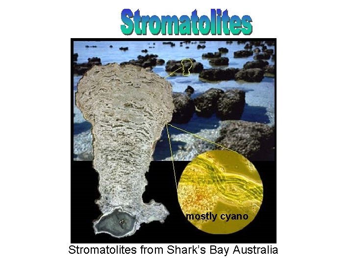 mostly cyano Stromatolites from Shark’s Bay Australia 