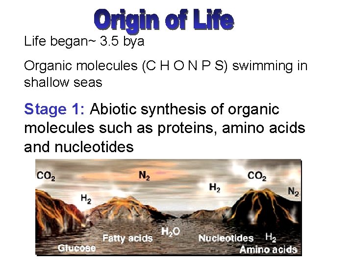 Life began~ 3. 5 bya Organic molecules (C H O N P S) swimming
