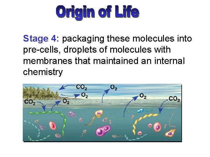 Stage 4: packaging these molecules into pre-cells, droplets of molecules with membranes that maintained
