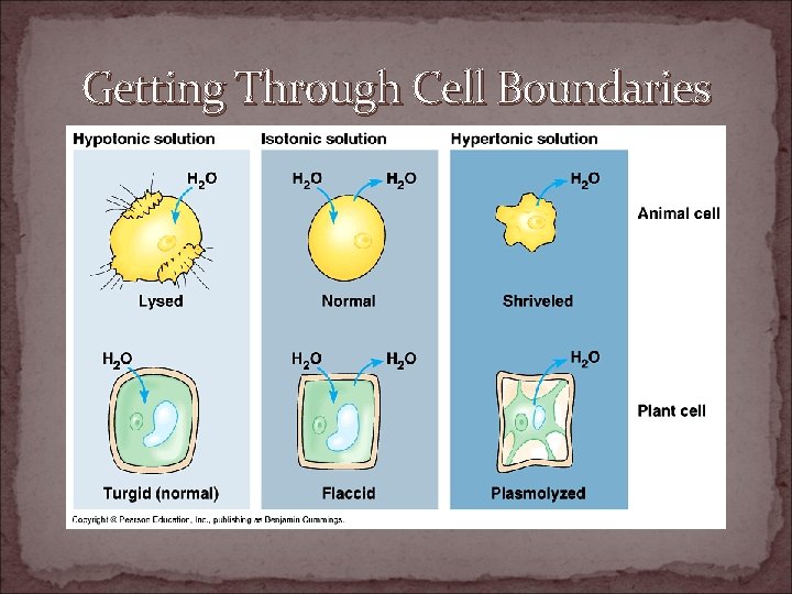 All About Cells Cell Boundaries Cell Membrane All