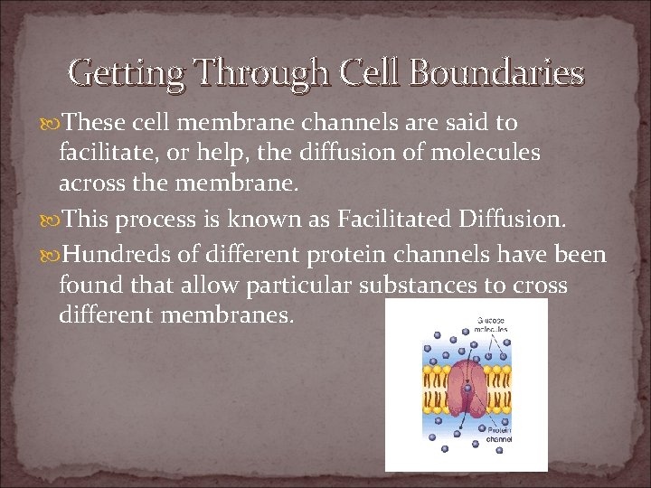 All About Cells Cell Boundaries Cell Membrane All