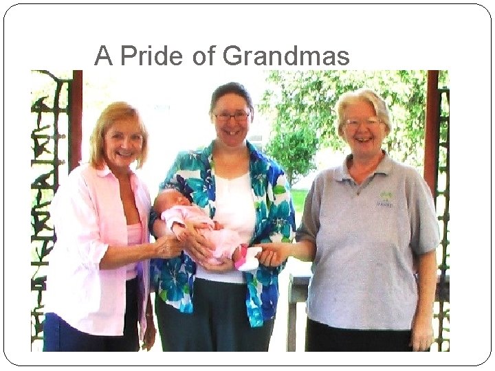 A Pride of Grandmas 