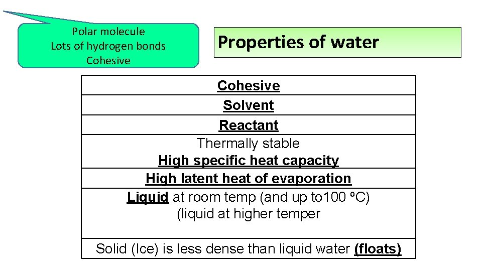 Polar molecule Lots of hydrogen bonds Cohesive Properties of water Cohesive Solvent Reactant Thermally