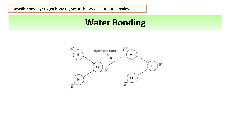 - Describe how hydrogen bonding occurs between water molecules Water Bonding 