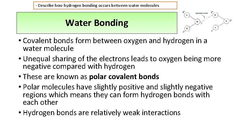 - Describe how hydrogen bonding occurs between water molecules Water Bonding • Covalent bonds