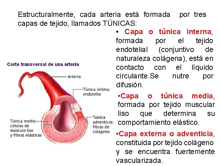 Estructuralmente, cada arteria está formada por tres capas de tejido, llamados TÚNICAS: • Capa