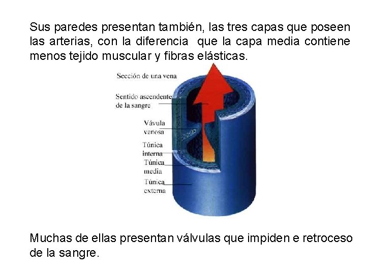 Sus paredes presentan también, las tres capas que poseen las arterias, con la diferencia