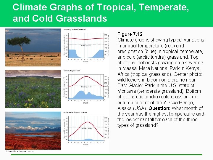 Climate Graphs of Tropical, Temperate, and Cold Grasslands Figure 7. 12 Climate graphs showing