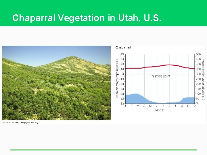 Chaparral Vegetation in Utah, U. S. 