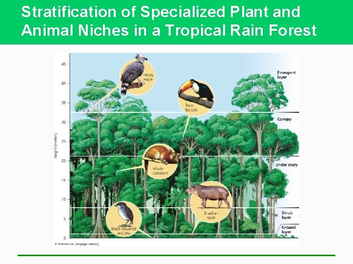 Stratification of Specialized Plant and Animal Niches in a Tropical Rain Forest 