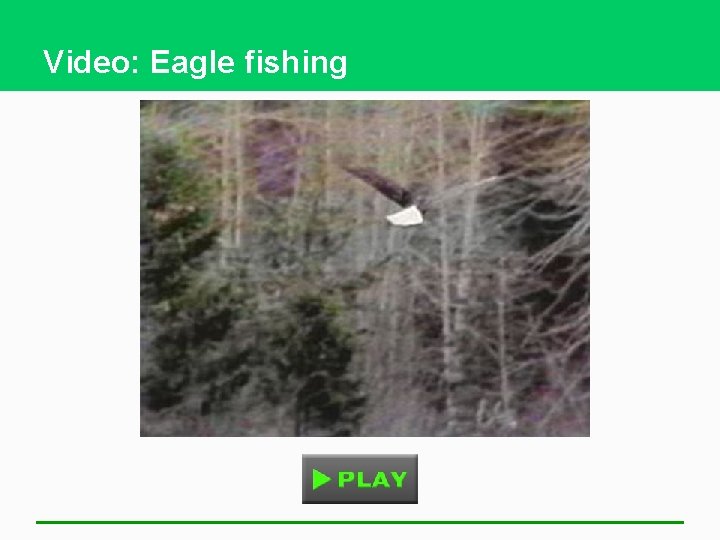 Video: Eagle fishing 