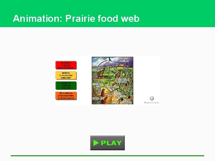 Animation: Prairie food web 