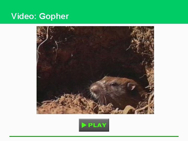 Video: Gopher 