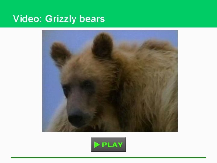 Video: Grizzly bears 