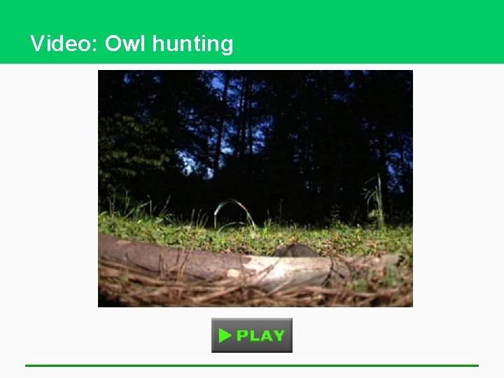 Video: Owl hunting 