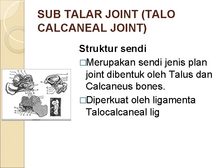 SUB TALAR JOINT (TALO CALCANEAL JOINT) Struktur sendi �Merupakan sendi jenis plan joint dibentuk