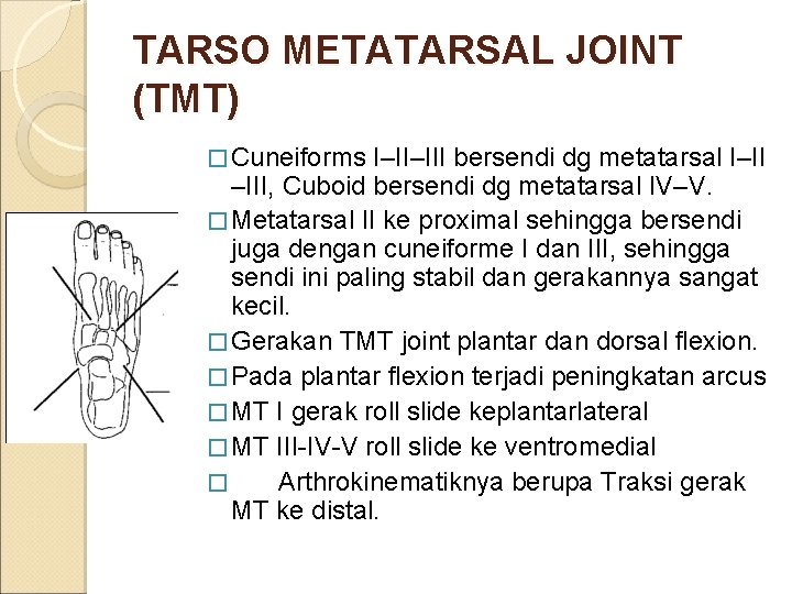 TARSO METATARSAL JOINT (TMT) � Cuneiforms I–II–III bersendi dg metatarsal I–II –III, Cuboid bersendi