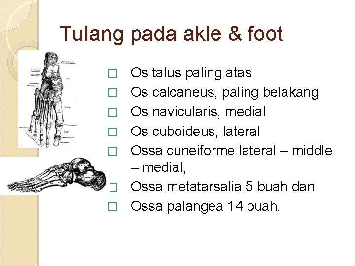 Tulang pada akle & foot � � � � Os talus paling atas Os