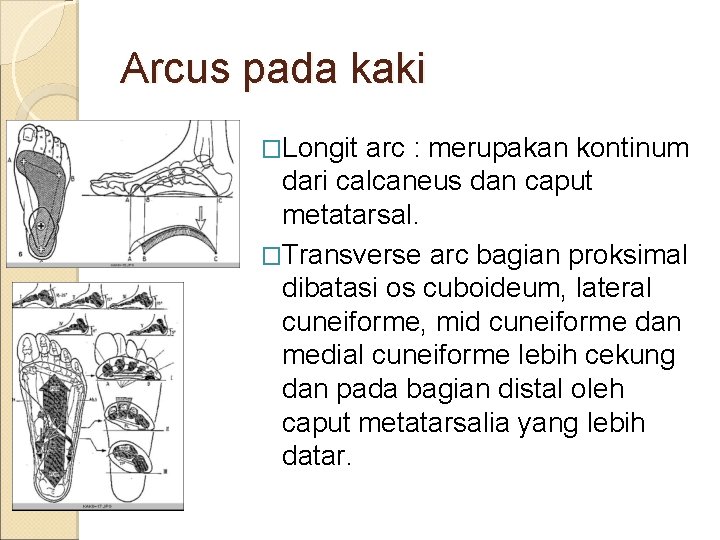 Arcus pada kaki �Longit arc : merupakan kontinum dari calcaneus dan caput metatarsal. �Transverse