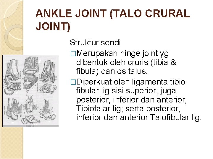 ANKLE JOINT (TALO CRURAL JOINT) Struktur sendi �Merupakan hinge joint yg dibentuk oleh cruris