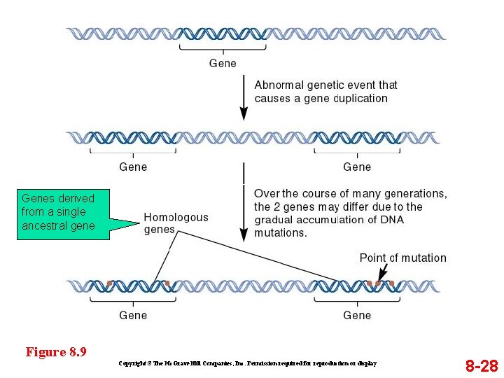 Genes derived from a single ancestral gene Figure 8. 9 Copyright ©The Mc. Graw-Hill