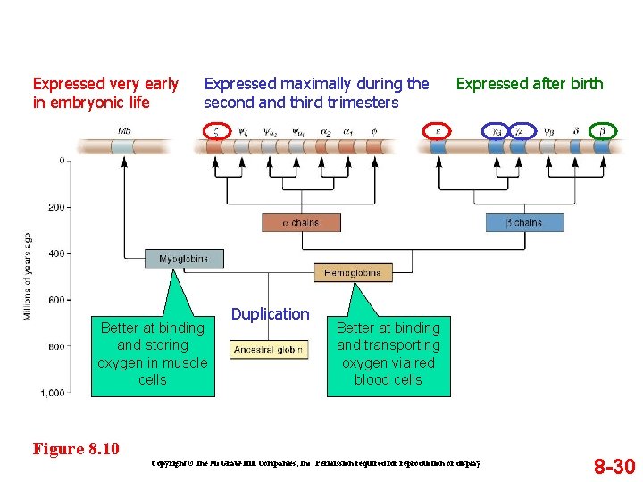 Expressed very early in embryonic life Expressed maximally during the second and third trimesters