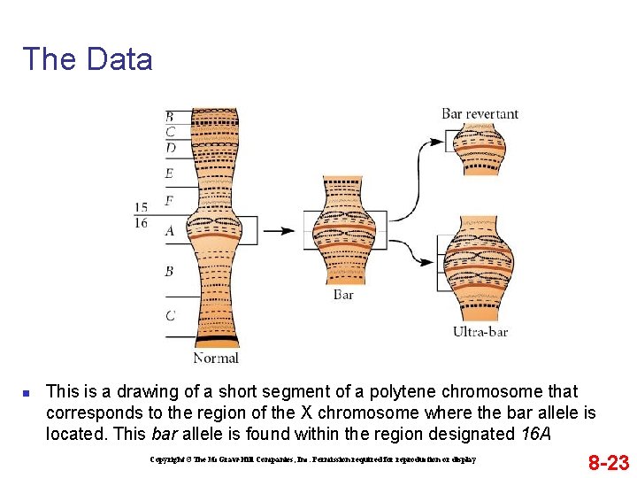 The Data n This is a drawing of a short segment of a polytene