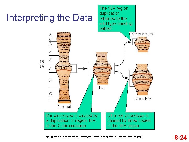 Interpreting the Data Bar phenotype is caused by a duplication in region 16 A