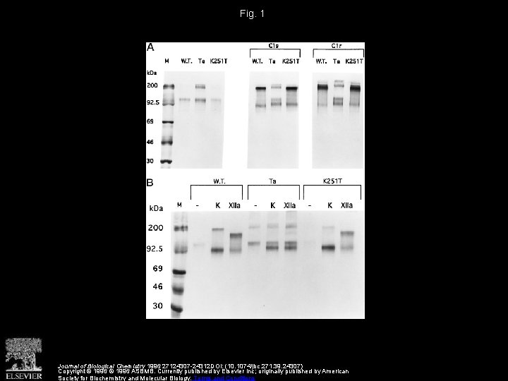 Fig. 1 Journal of Biological Chemistry 1996 27124307 -24312 DOI: (10. 1074/jbc. 271. 39.