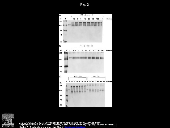 Fig. 2 Journal of Biological Chemistry 1996 27124307 -24312 DOI: (10. 1074/jbc. 271. 39.