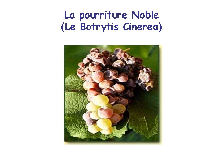 La pourriture Noble (Le Botrytis Cinerea) 