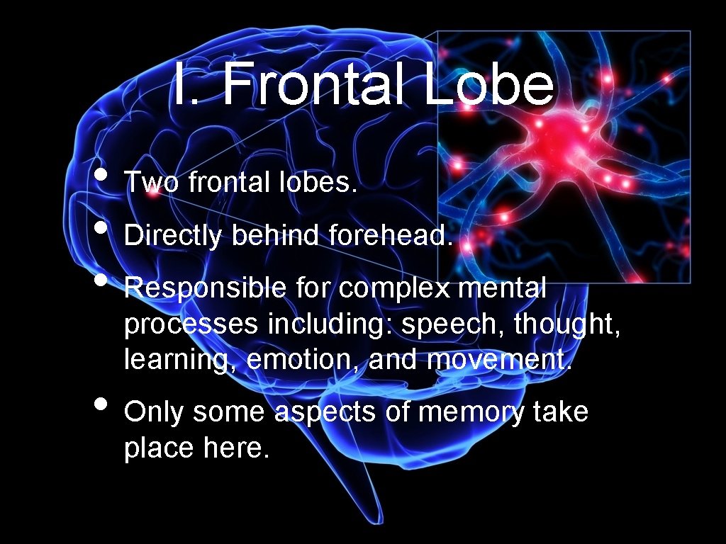 I. Frontal Lobe • Two frontal lobes. • Directly behind forehead. • Responsible for