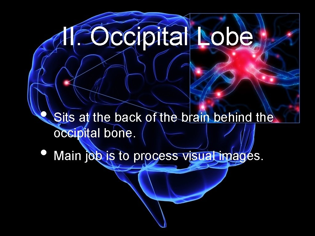 II. Occipital Lobe • Sits at the back of the brain behind the occipital