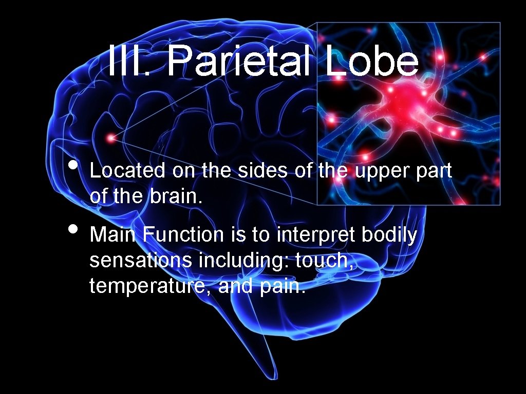 III. Parietal Lobe • Located on the sides of the upper part of the